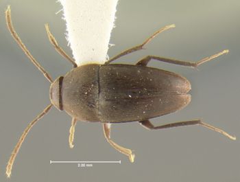 Media type: image;   Entomology 31653 Aspect: habitus dorsal view
